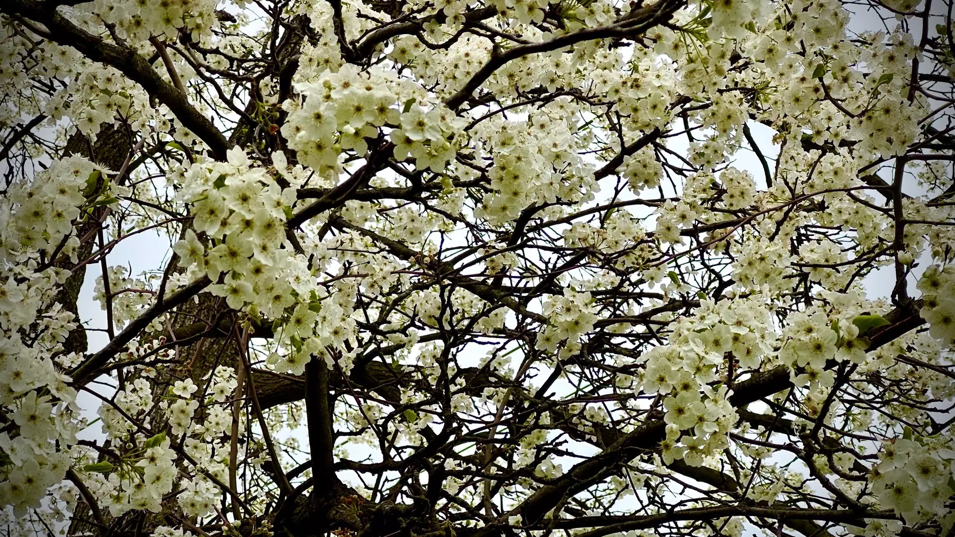Flowery Tree