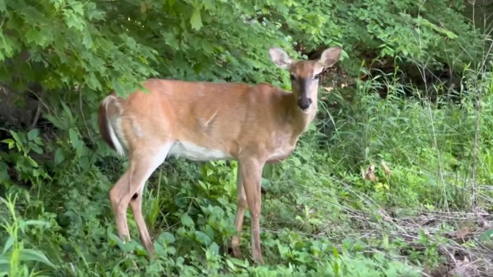 deer