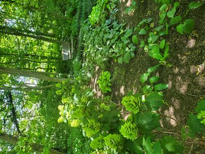 greenery in the mary yost garden