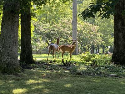 two deer in a clearing framed by two trees on a sunny day 