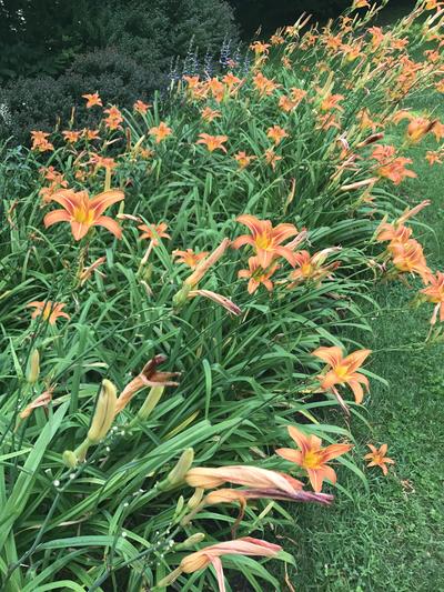 orange flowers around the playground